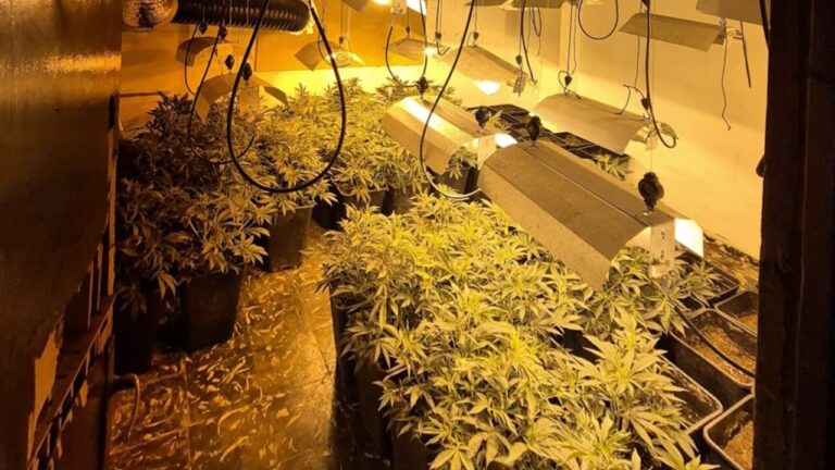plantación marihuana Son Gotleu