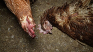 Acusan de negligencia al veterinario que gestionaba la granja de Llucmajor