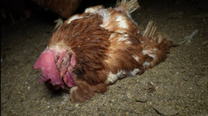 Justicia abre diligencias a la granja de Llucmajor por maltrato animal