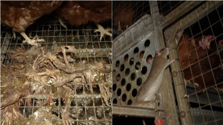 Pide investigar a la certificadora de bienestar animal que avaló la 'granja de los horrores'