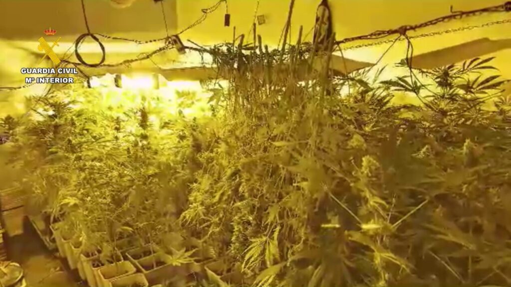 Plantación de marihuana en s'Estanyol.