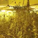 Plantación de marihuana en s'Estanyol.