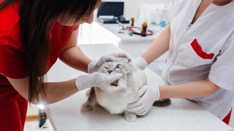 Los veterinarios de Baleares elaboran una guía pionera de gestión de medicamentos
