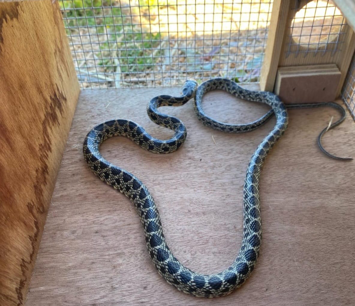 Controlar las especies invasoras en las Pitiusas y para construir un centro de recuperación e interpretación de fauna en Ibiza.