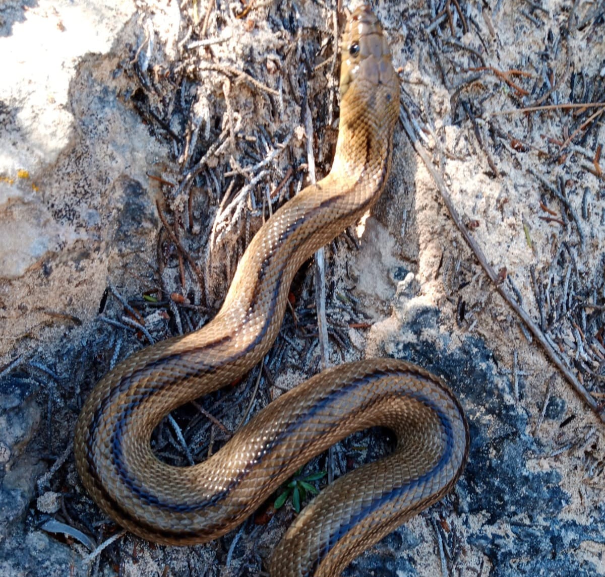 Controlar las especies invasoras en las Pitiusas y para construir un centro de recuperación e interpretación de fauna en Ibiza.