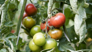 Mercadona refuerza su apuesta por el campo balear con la compra de 2,8 millones de kilos de tomate de ramallet en 2024