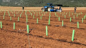 Imagen de la finca de Son Vivot.