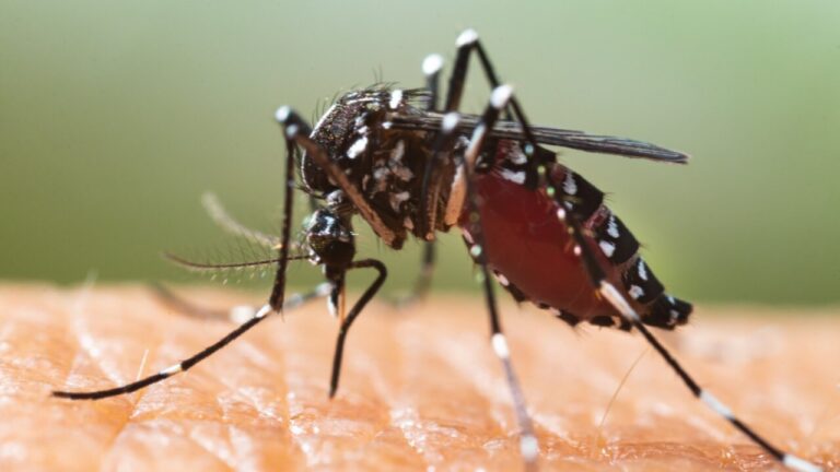Marratxí intensifica su lucha contra el mosquito tigre con inspecciones gratuitas en viviendas