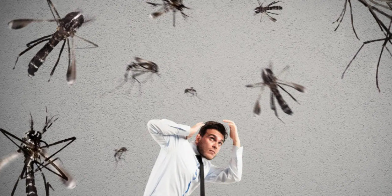 mosquitos infoveritas