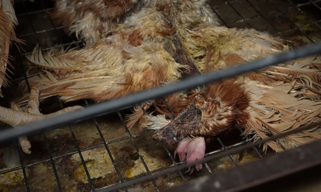 nuevas imagenes granja (1)