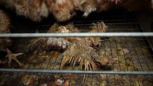 Agricultura propone una multa de 200.000 euros para la granja av&iacute;cola de Llucmajor