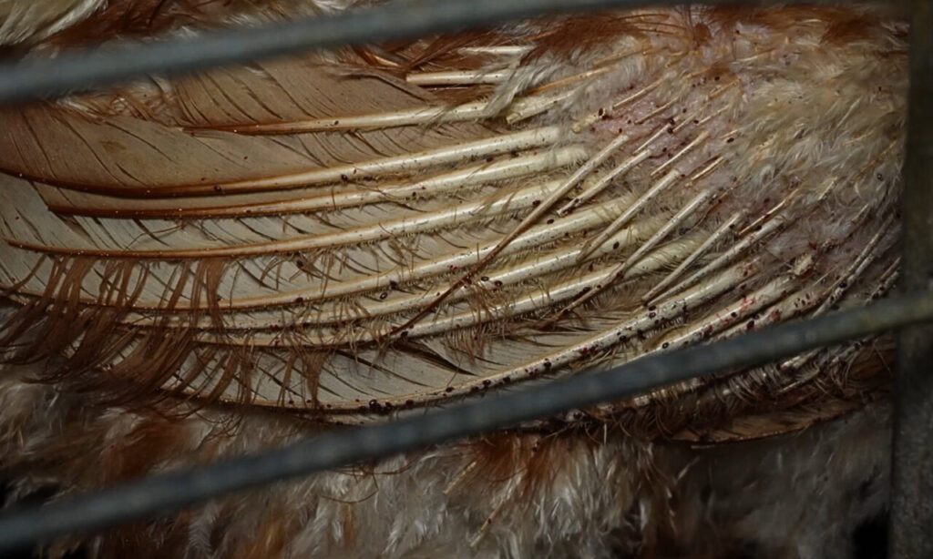 nuevas imagenes granja (4)