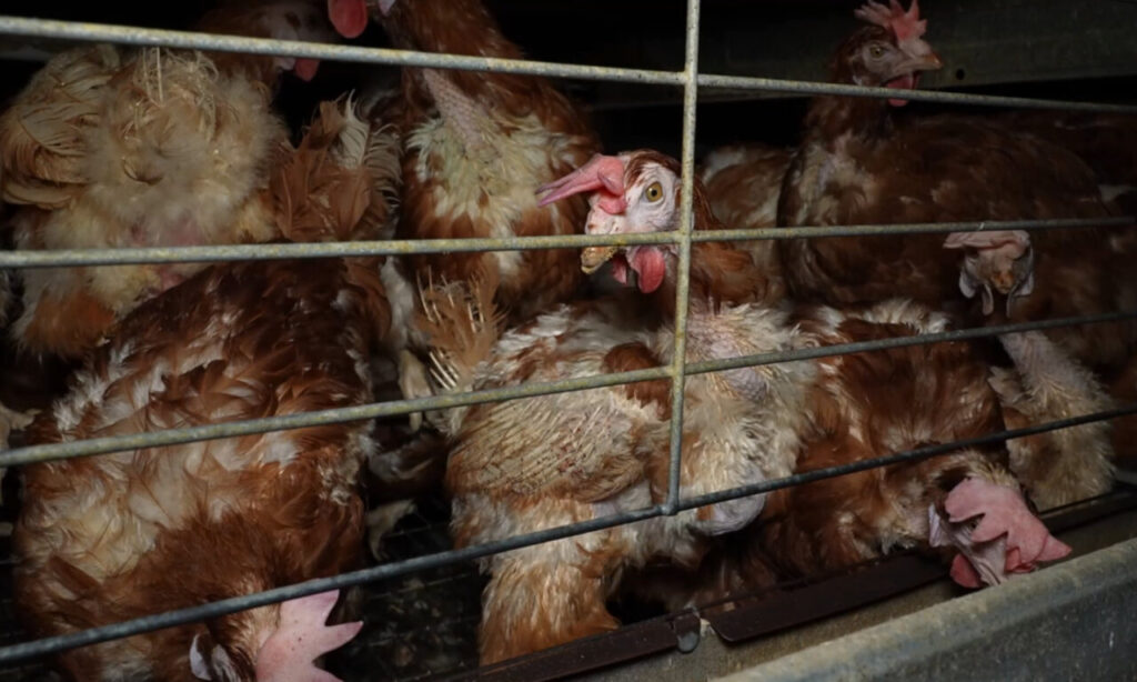 nuevas imagenes granja (5)