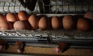 Nuevas im&aacute;genes de la granja av&iacute;cola de Llucmajor: gallinas enfermas y huevos en mal estado