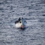 Rescatan a 22 migrantes en una patera al sur de Cabrera