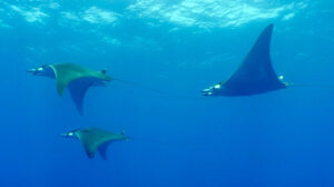 Xisca Pujol, sobre la aparici&oacute;n de peces manta: "Todav&iacute;a no se sabe la causa"