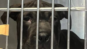 Movilizaci&oacute;n ciudadana para salvar a una perrita llegada en patera