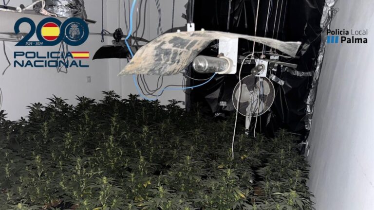 plantacion marihuana