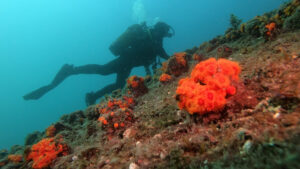 RIU refuerza su compromiso con la biodiversidad con dos nuevas colaboraciones en Andaluc&iacute;a