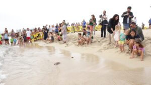 tortugas liberadas can pastilla 2025