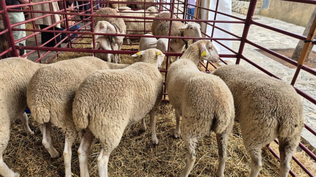 Calvià ofrece ayudas para reactivar el sector agrario y ganadero
