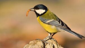 El Club de Golf Alcanada lanza un proyecto pionero en la lucha contra la oruga procesionaria