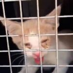 La cría de gato rescatada de un vehículo