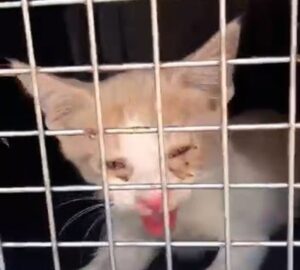 La cr&iacute;a de gato rescatada de un veh&iacute;culo