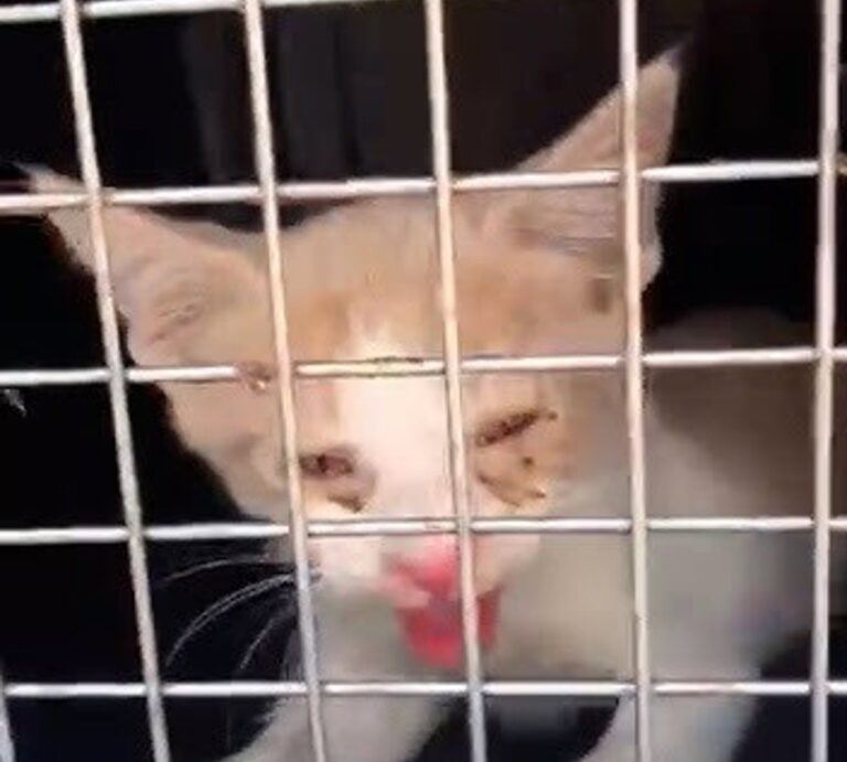 La cría de gato rescatada de un vehículo