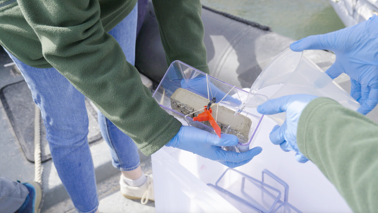 FUNDACIÓ ONA FUTURA - MILLORA ECOSISTEMES MARINS