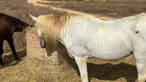 Rescatadas dos yeguas en deplorables condiciones en una finca de Palma