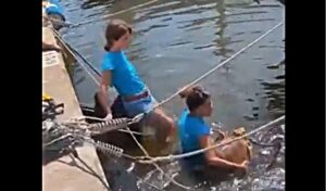 Rescate tortuga en d&aacute;rsena de Sant Mag&iacute;