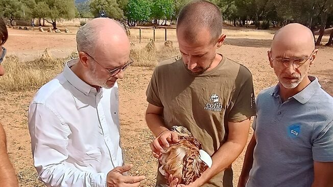 Endesa y el Gob instalan emisores de seguimiento para la conservación del milano en Mallorca