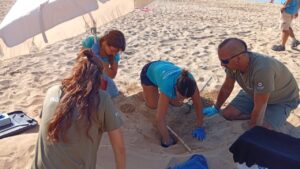 nido tortuga julio can pere antoni 2025