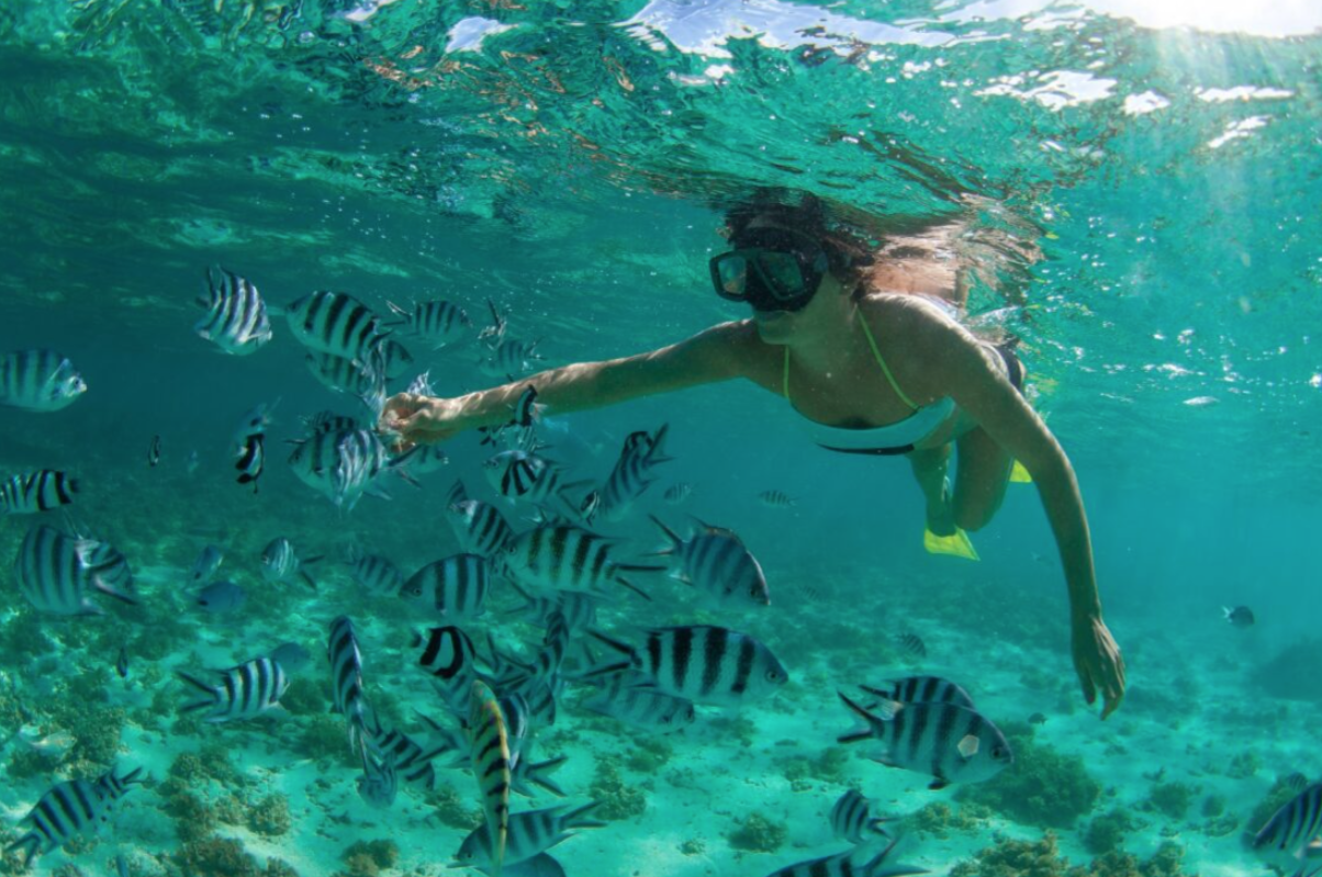 Captura de pantalla 2025 08 06 a las 9.55.32 Buceo Egipto