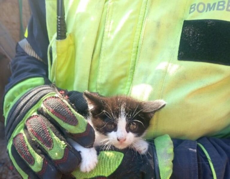 Gato rescatado Bombers Mallorca