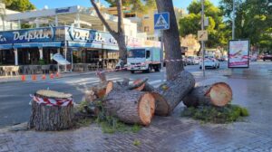 Plan arbolado Calvià