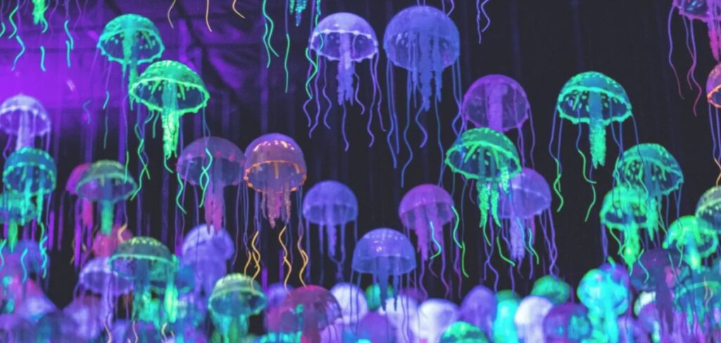 Cuidado con las medusas: consejos para disfrutar de la playa sin sustos