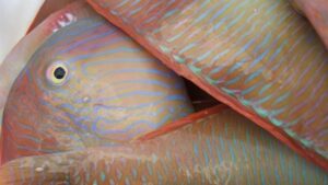 El Govern avanza al domingo el inicio de la pesca del 'raor' en aguas interiores de Mallorca y Menorca