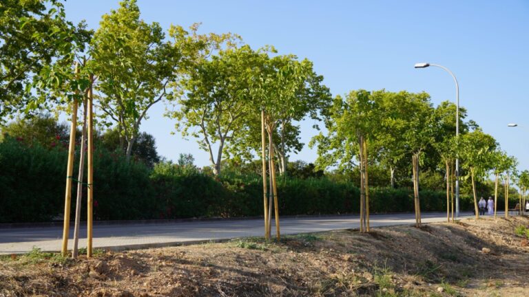 Marratxí reforesta la zona boscosa de la calle Príncipes de España con 30 nuevos árboles