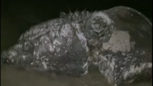 tiburon muerto can pere antoni