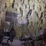 Habitación finca Son Sardina con marihuana