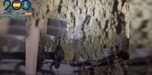 Habitación finca Son Sardina con marihuana