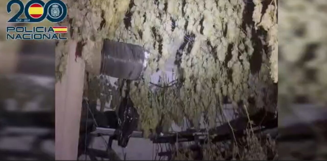 Habitación finca Son Sardina con marihuana