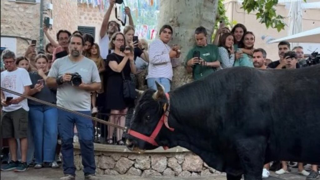 La ‘Baixada de Bou’ hace vibrar a Fornalutx con el descenso de ‘Florito’