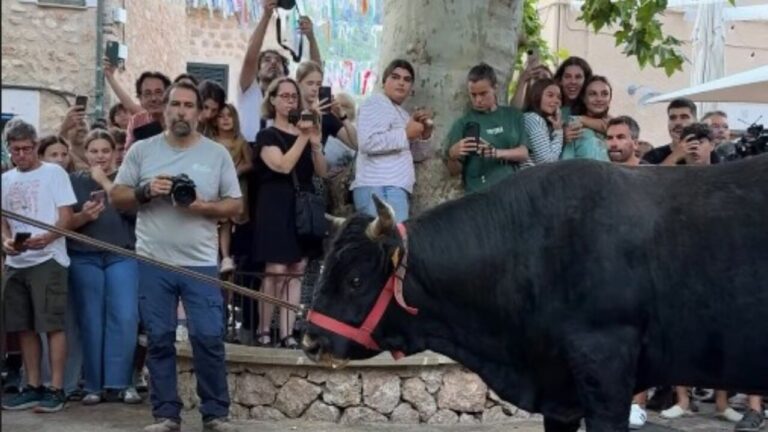 La ‘Baixada de Bou’ hace vibrar a Fornalutx con el descenso de ‘Florito’