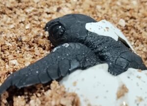 Cría de tortuga recién nacida