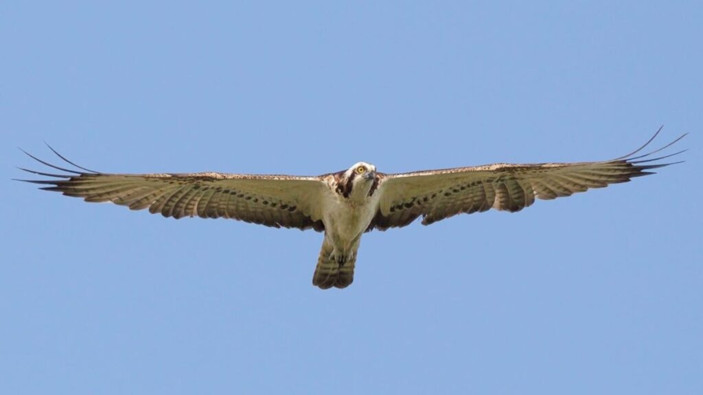 Nacen dos pollos de águila pescadora en Sa Dragonera 70 años después