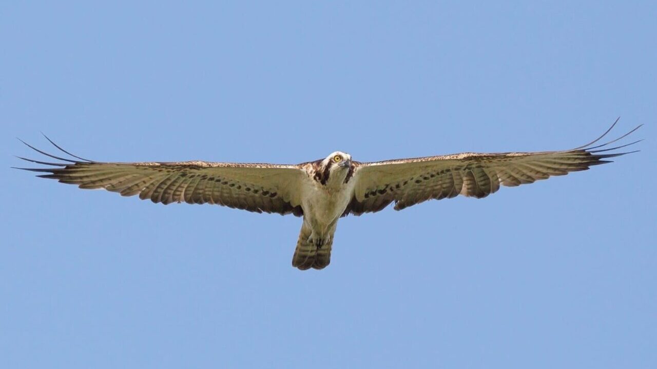Nacen dos pollos de &aacute;guila pescadora en Sa Dragonera 70 a&ntilde;os despu&eacute;s