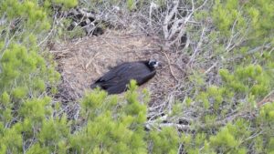 El Govern confirma la primera presencia de un nido de buitre negro fuera de la Serra de Tramuntana
